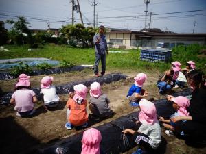 4歳児　サツマイモ苗植え　畑の先生のお話を聞く