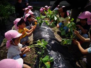 4歳児　サツマイモ苗植え　ツルを触ってみる