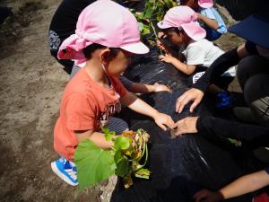 4歳児　サツマイモ苗植え　