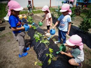 4歳児　サツマイモ苗植え　水やり