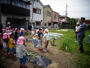 4歳児　サツマイモ苗植え　お礼