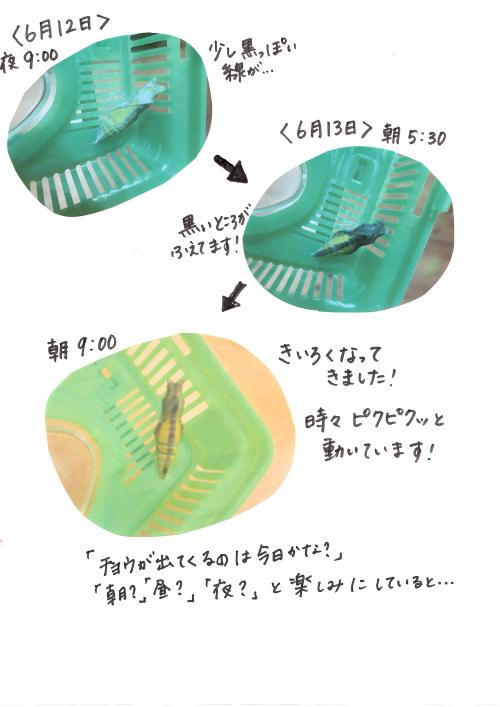 アゲハ1
