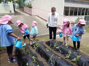 サツマイモの苗植え