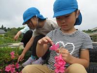 サツキの花で首飾りを作っています