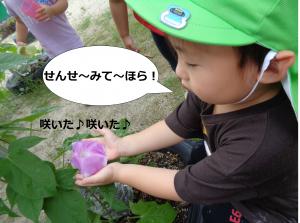 あさがお3
