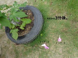 あさがお４
