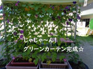 あさがお５