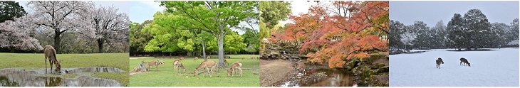 奈良市の春、夏、秋、冬