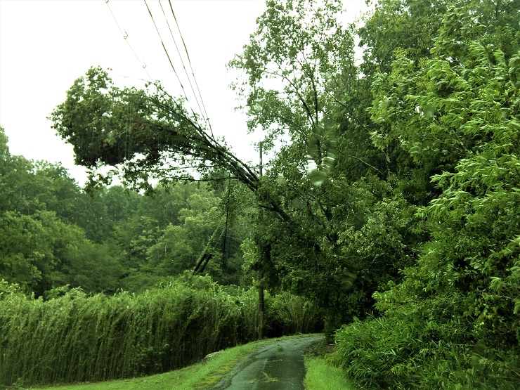 ※市道東部95号線、園田町-平清水町間、平清水寄りの場所でのクヌギの木の倒木あり。 電柱(ホウヨウ43)の一番高い部分の電線を切断(通行止めの恐れなし、関西電力に復旧依頼済み)の現場画像