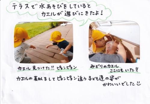 カエルが遊びにきました