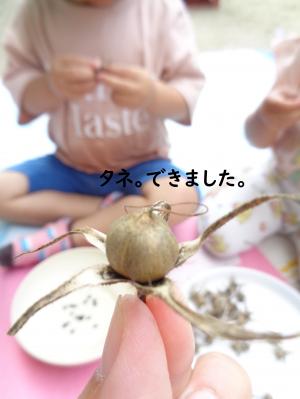 あさがお あ