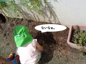 あさがお　き