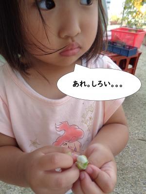 あさがお　け