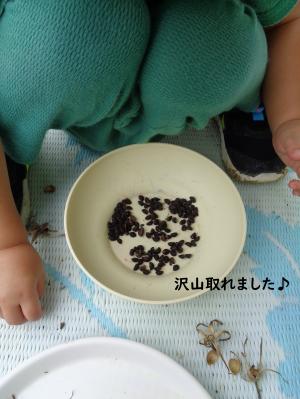 あさがお　こ