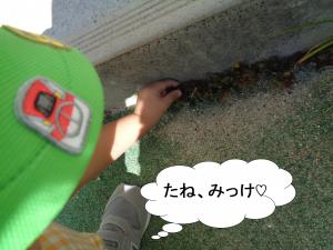 かたばみ