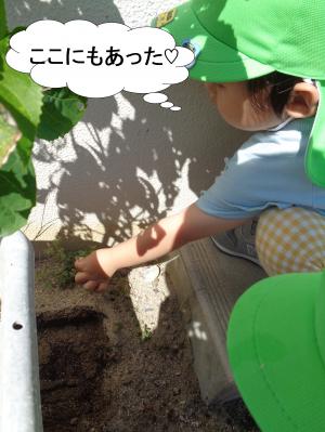 かたばみ　1