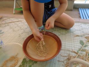 稲の穂先から籾を取ります。