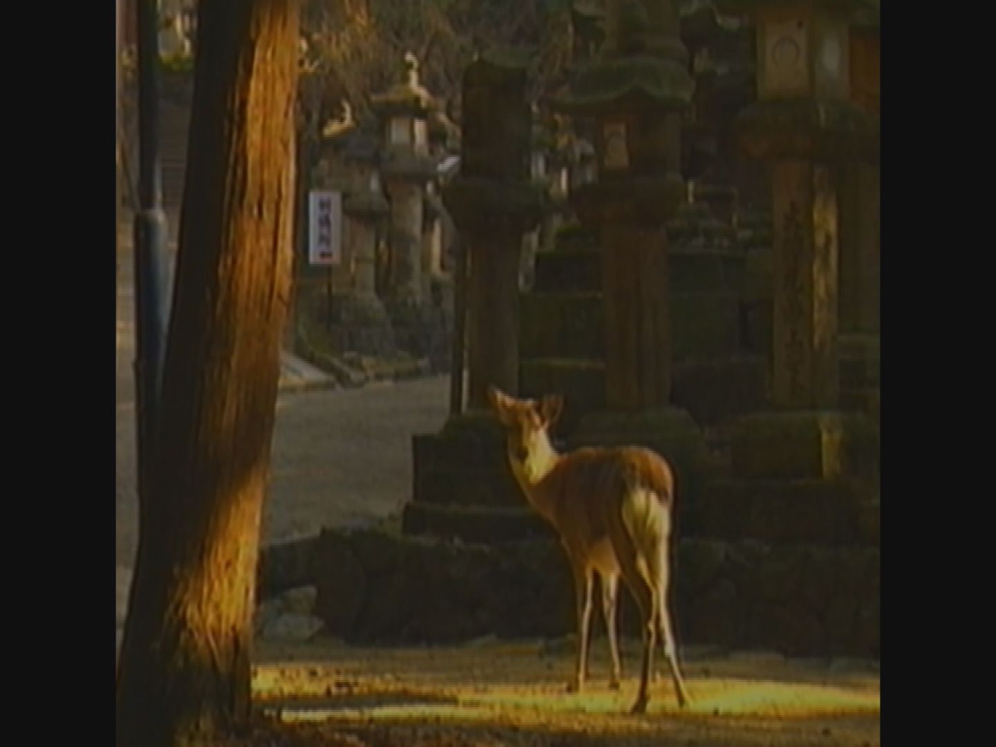 第7回　世界遺産と奈良の歩みの画像