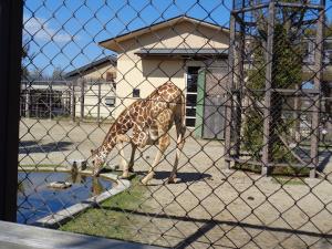 キリンが水を飲んでいるところ