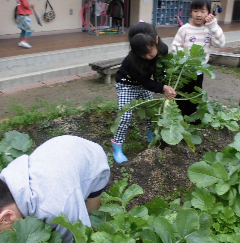 大根の画像1