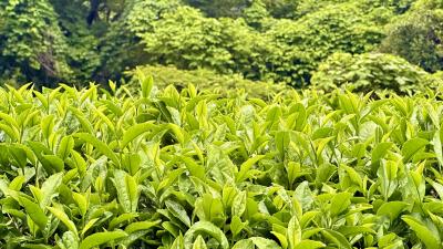 月ケ瀬の大和茶