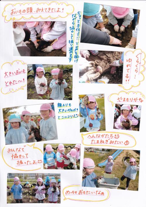 いもほり4歳児