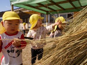 ワラを触ってみる子ども達