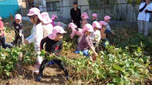 芋ほり　ツルを引っ張って「うんとこしょ」