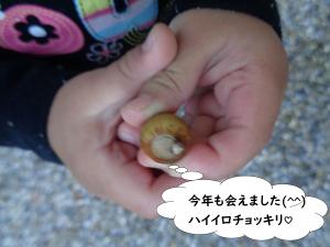 どんぐりさんぽ５