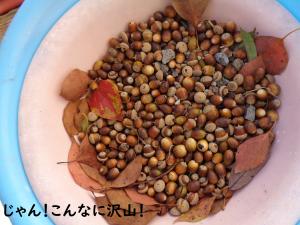 どんぐりさんぽ7