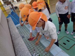 イモ洗い2