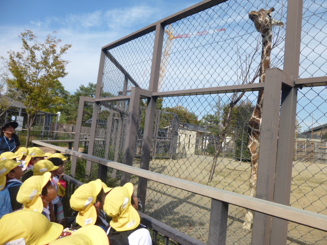 遠足　5歳児　キリンの首は長かったよ