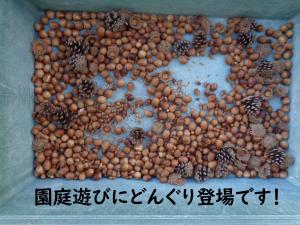 どんぐり