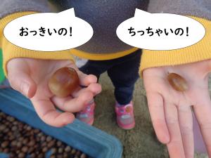 どんぐり１