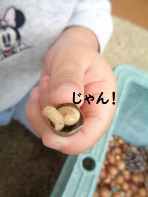 どんぐり４