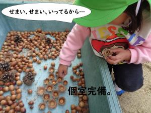 どんぐり６