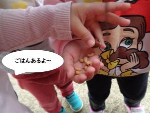 どんぐり８