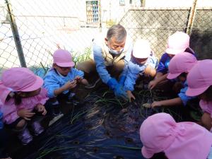 タマネギの苗植え