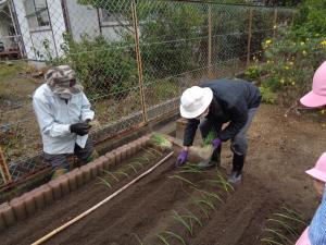 玉ねぎを植える準備をしています