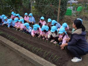 そら組が玉ねぎの苗を植えています