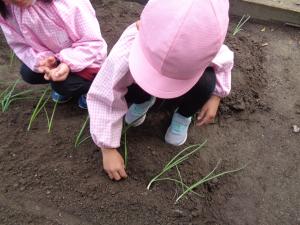 玉ねぎの苗を植えています