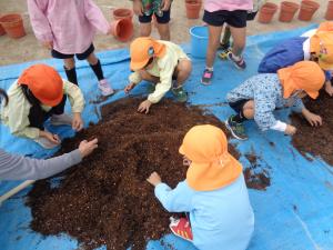 チューリップ球根植え