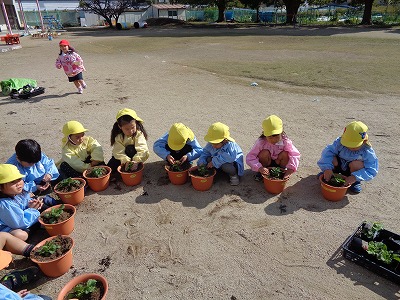 苗を植えて…