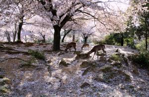 桜舞い散る