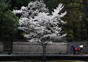 桜巡り