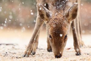 ハートの雪見つけたよ