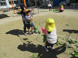 さつまいも掘りの画像6