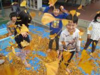 ５歳児イチョウで遊んでいます