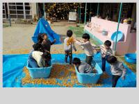 ３，４歳児イチョウの葉で遊んでいます