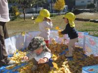 ０．１歳児イチョウの葉で遊んでいます